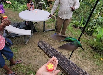 trinidad-and-tobago/argyle-waterfall/attraction/hummingbirds-paradise