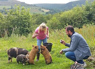 united-kingdom/brecon-beacons-national-park/attraction/good-day-out-pig-walking-in-the-brecon-beacons-with-kunekune-pigs
