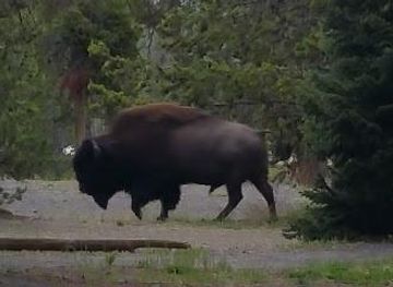 montana/yellowstone-national-park/attraction/lewis-lake-picnic-area