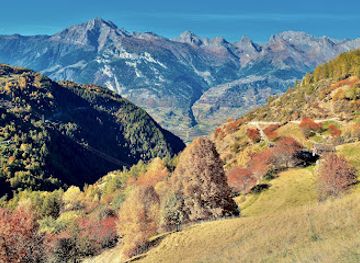 switzerland/nendaz/attraction/plus-vieux-meleze-d-europe-larchen-von-balavaux