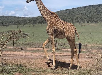 kenya/mount-longonot/attraction/sanctuary-horse-riding