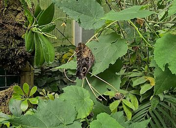 united-kingdom/chester/attraction/butterflies-journey