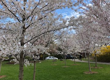 canada/greater-toronto-area/attraction/the-cherry-blossom-scarborough