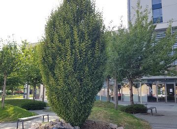 hungary/gyor/attraction/gyori-vilagbeke-fa