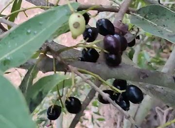 the-bahamas/andros-town/attraction/wild-hog-zone-andros-island