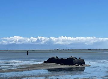 new-zealand/nelson/attraction/bird-on-rock