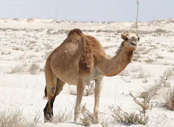 Al Khaluf Beach