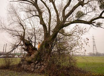 austria/bregenz/attraction/der-hohle-baum
