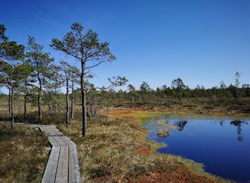 estonia/jogevamaa/attraction/swamp-swimming-area-with-ladder