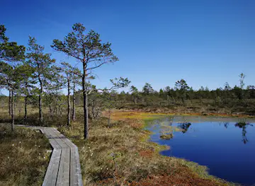 Swamp swimming area with ladder