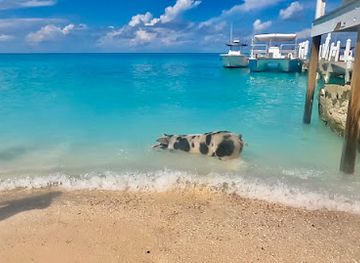 the-bahamas/new-providence/attraction/da-pig-beach-nassau-bahamas-departures-only