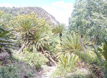 south-africa/lowveld/attraction/modjadji-nature-reserve