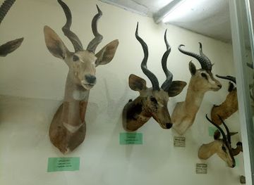 ethiopia/debre-libanos-monastery/attraction/the-zoological-natural-history-museum