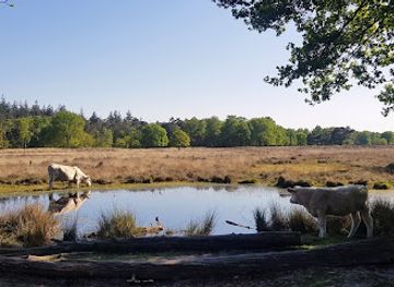 netherlands/gooi/attraction/de-stulp-staatsbosbeheer