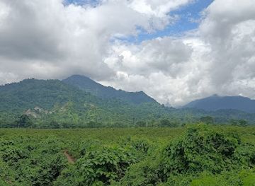 bhutan/dagana/attraction/dalsingpara-tea-garden