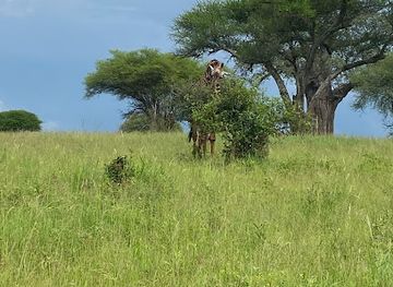 tanzania/lake-manyara-national-park/attraction/maasai-tribe-visitors-center