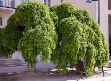 austria/vienna/floridsdorf/attraction/trauerschnurbaum