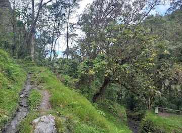 colombia/cocora-valley/attraction/sendero-rio-cardenas