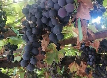 argentina/mendoza/attraction/los-arboles