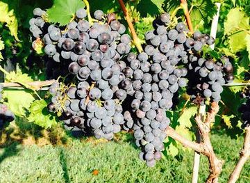 maryland/annapolis/attraction/janemark-winery-vineyard