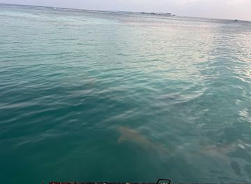 maldives/guraidhoo-island/attraction/shark-site-seen