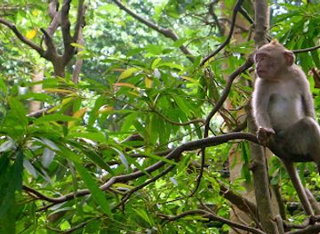 florida/southeast-florida/attraction/monkey-jungle