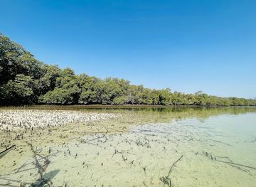 united-arab-emirates/abu-dhabi-region/attraction/abu-dhabi-mangroves