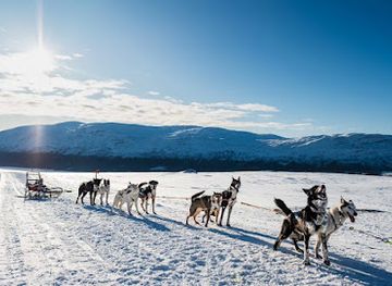 sweden/jamtland/attraction/wild-spirit-dog-sledding