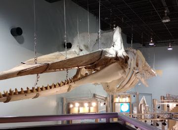 japan/tohoku/attraction/science-museum-of-whale-and-sea