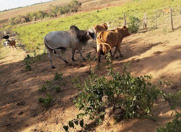 paraguay/ybycui-national-park/attraction/finca-jacura-a-syry