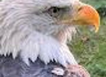 north-carolina/boone/attraction/wilson-center-for-nature-discovery