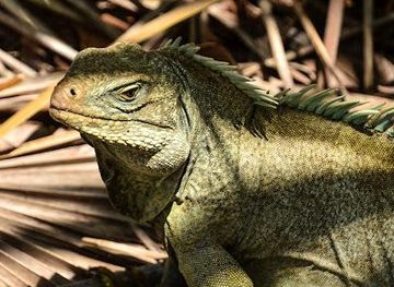 Little Water Cay (Iguana Island)