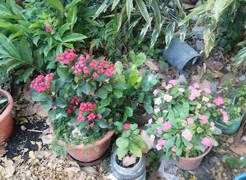 nicaragua/masaya-volcano/attraction/arboretum-benito-salinas