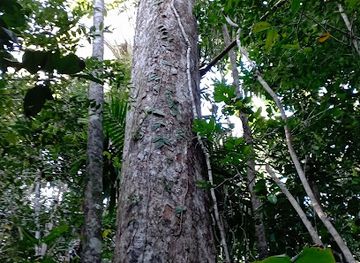 madagascar/atsimo-atsinanana/attraction/piscine-naturelle