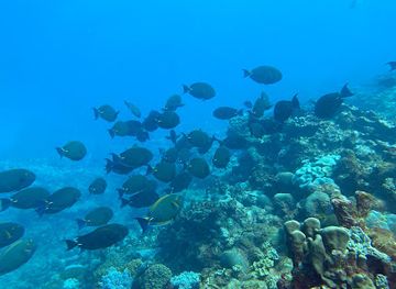 mauritius/rodrigues/attraction/eco-evasion-diving-center