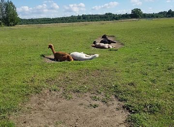 estonia/viljandimaa/attraction/alpakafarm-ou