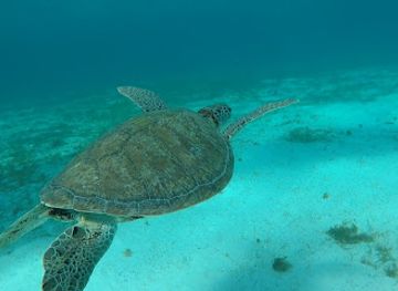 saint-vincent-and-the-grenadines/grenadines/attraction/turtle-watching-reserve