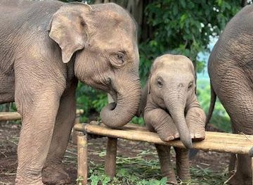 thailand/chiang-mai/attraction/pon-elephant-thailand