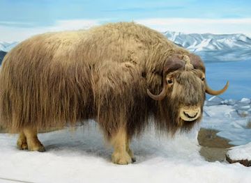 Mammoth Cave Wildlife Museum