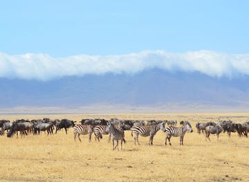 kenya/diani-beach/attraction/jemmy-kenya-tours-and-safaris