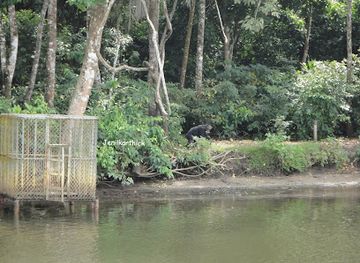 liberia/kakata/attraction/second-chance-chimpanzee-refuge-island-1