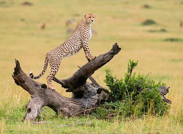 zambia/central-province/attraction/iexplore-zambia