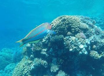 egypt/hurghada/attraction/gotta-abu-ramada-east-diving-site
