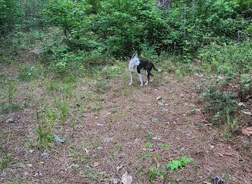 louisiana/kisatchie-national-forest/attraction/wild-azalea-trailhead