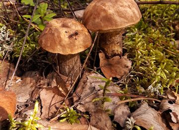 estonia/setomaa/attraction/kukeseened-tartsile