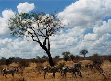 kenya/chyulu-hills/attraction/tsavo