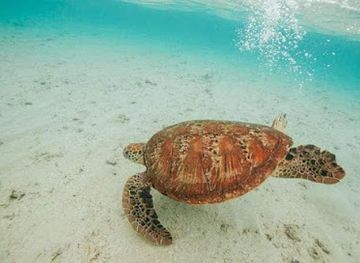 vanuatu/banks-islands/attraction/yemen-conservation-park