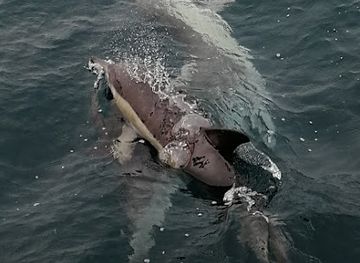 new-zealand/tauranga/attraction/dolphin-blue