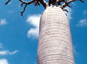 madagascar/ifaty/attraction/plage