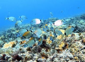 cabo-verde/santa-maria/attraction/scubacaribe-diving-water-sports